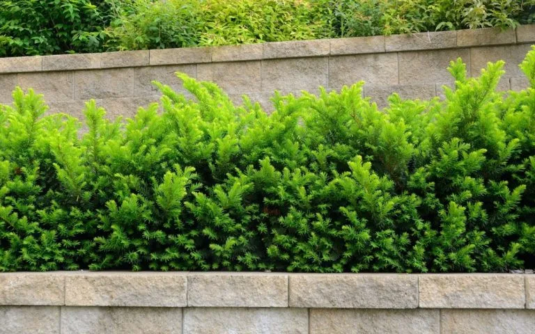 Retaining Wall Systems: How to Know If You Need One